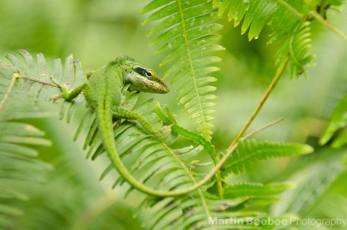 Kauai and the Kuilau Trail: Fighting Anoles. Pesky Wives.
