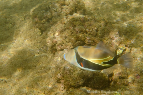 Humuhumunukunukuapua'a (Reef Trigger Fish, Hawaii's state fish)