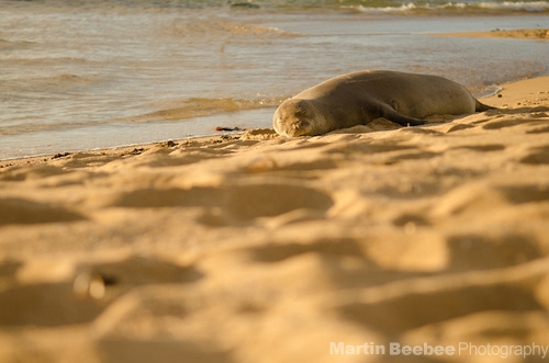 Endangered Hawaiian Monk Seal (Monachus schauinslandi) resting at Tunnels Beach, Kauai, Hawaii