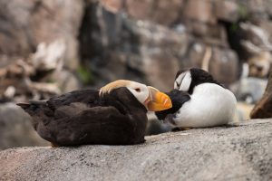 Puffins, ready to be kissed
