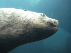 Woody the Steller Sea Lion